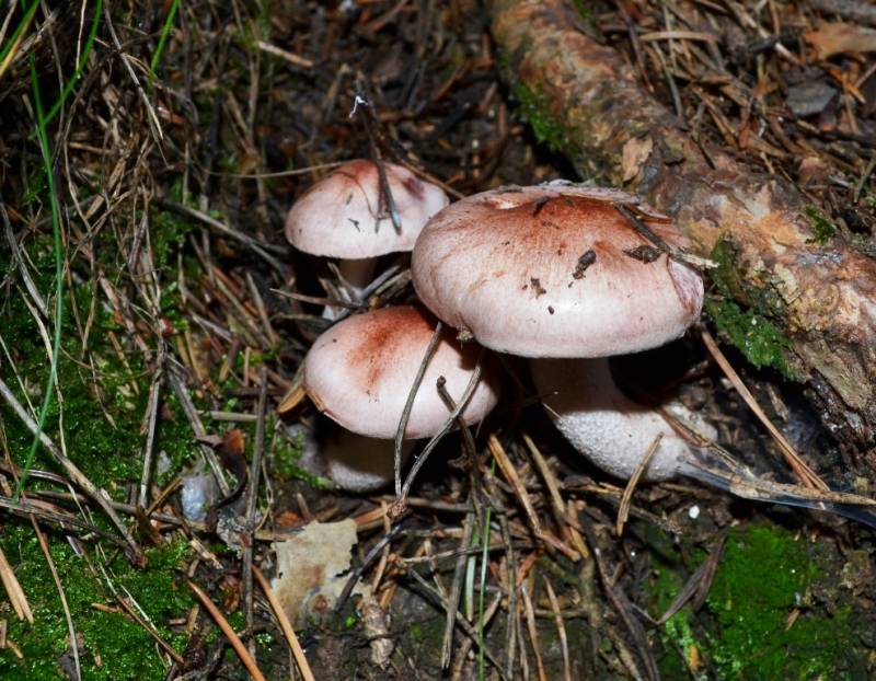 Hygrophorus persicolor