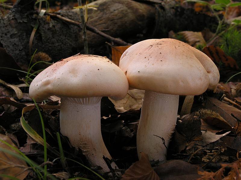 Hygrophorus poetarum