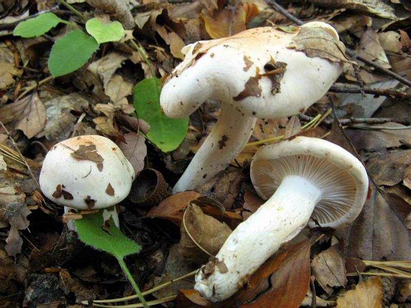 Hygrophorus poetarum Hygrophorus poetarum