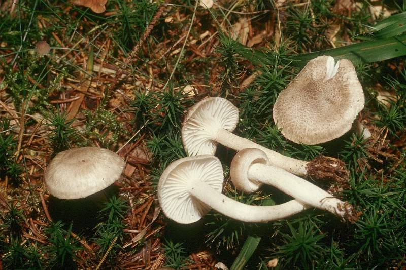 Hygrophorus pustulatus