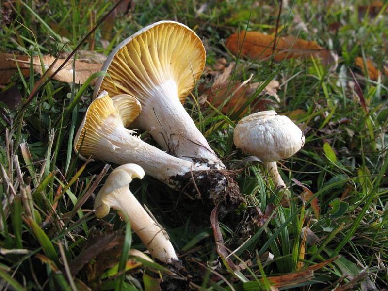 Hygrophorus queletii