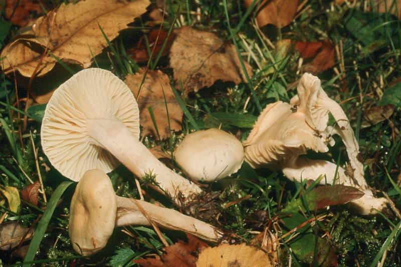 Hygrophorus queletii