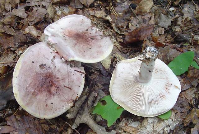 Hygrophorus russula