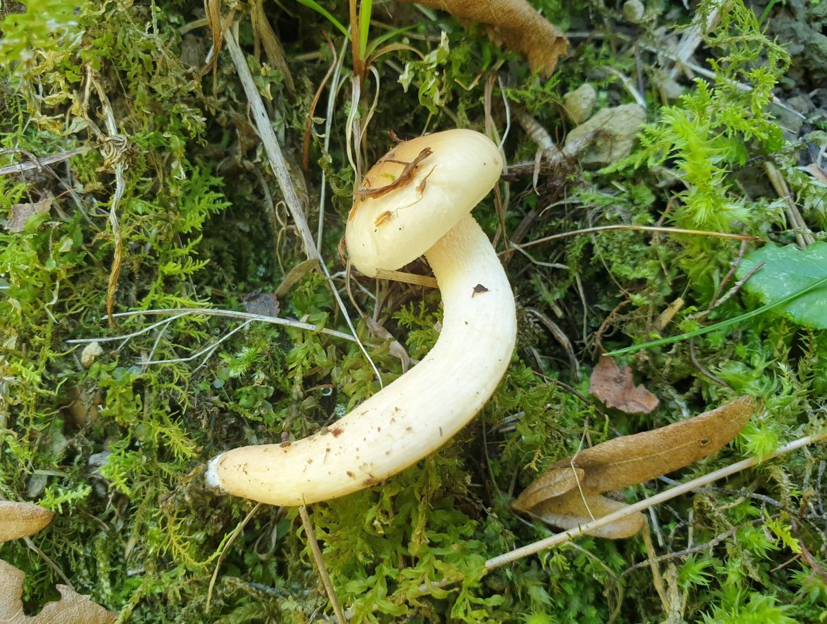 Hygrophorus unicolor