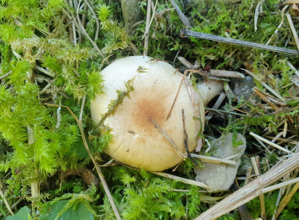 Hygrophorus unicolor
