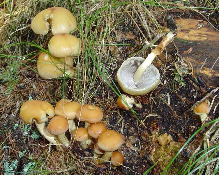 Hypholoma capnoides