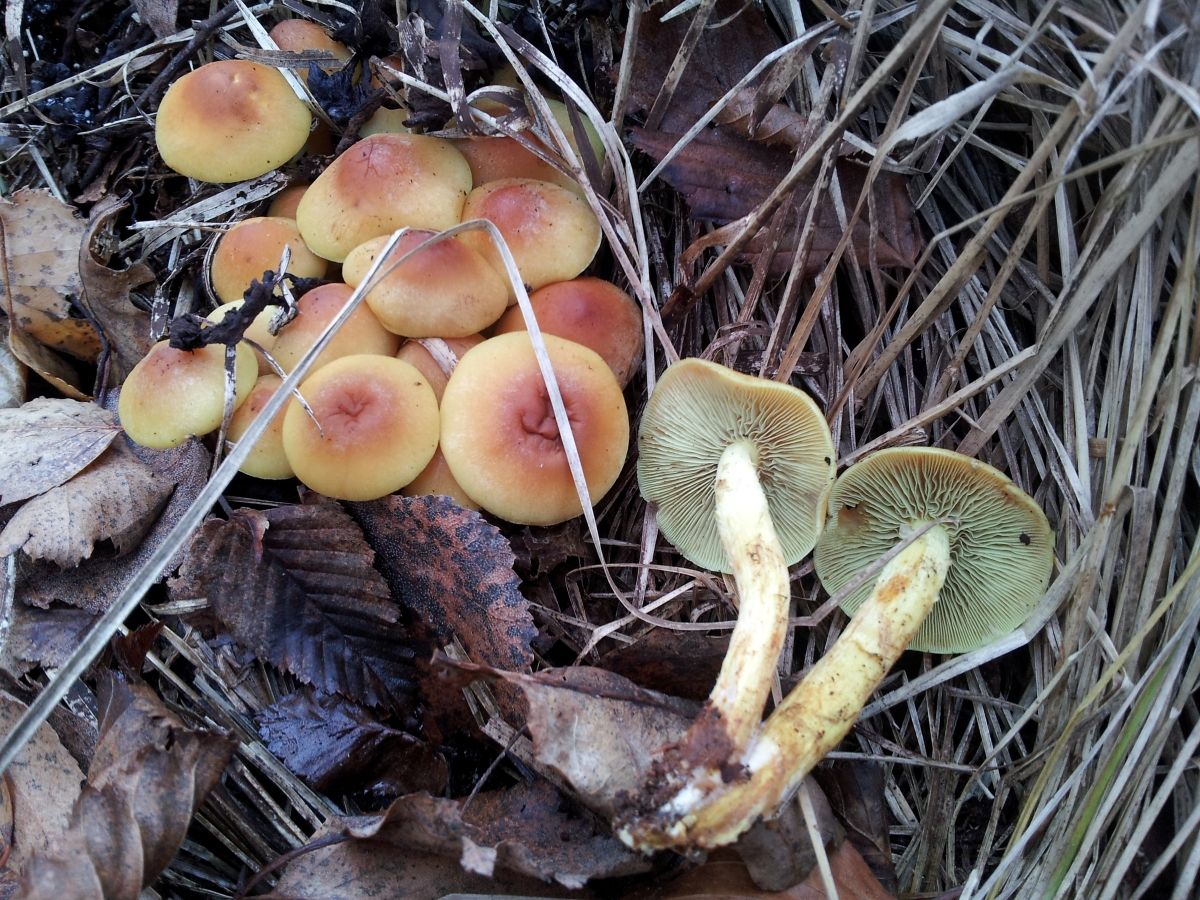 Hypholoma fasciculare