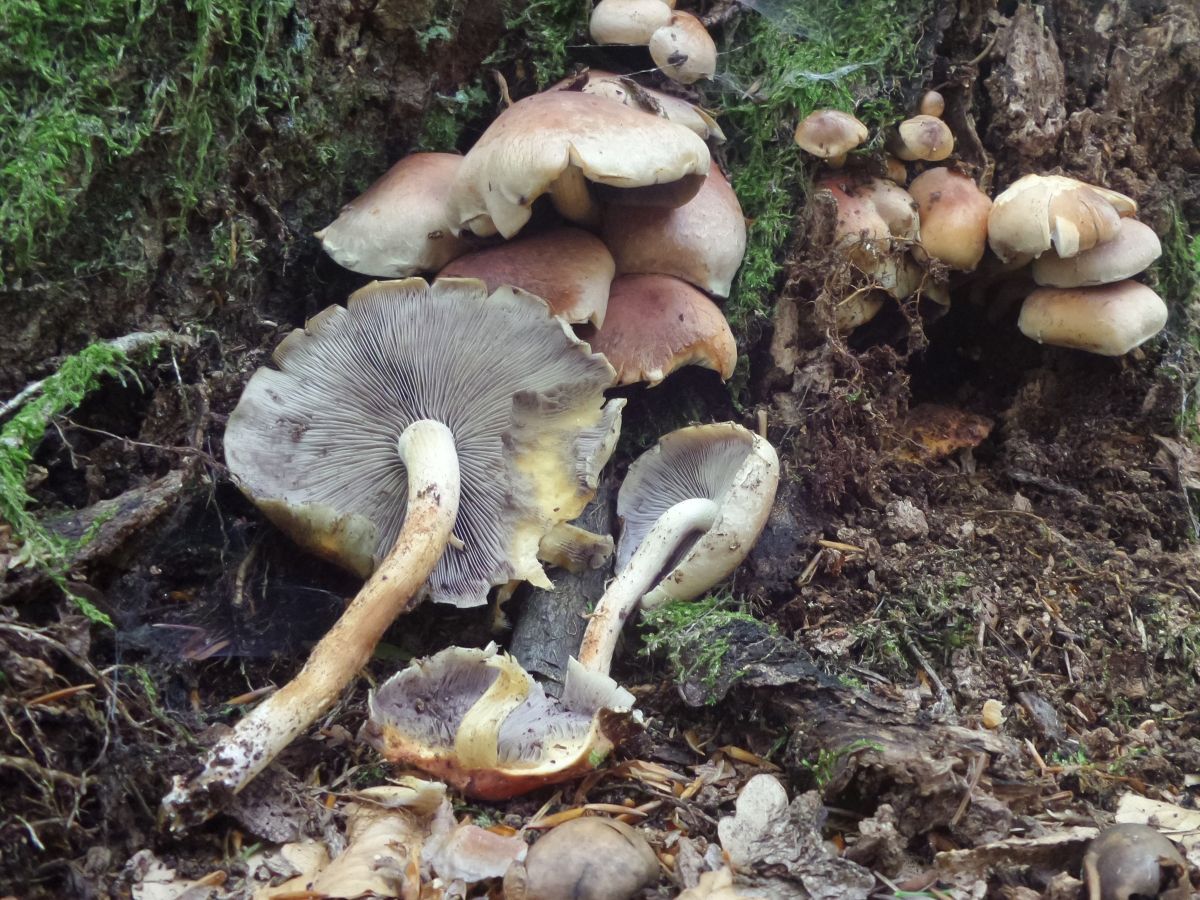 Hypholoma lateritium