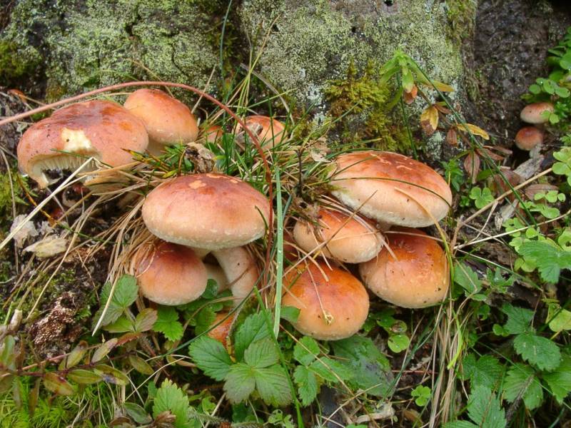 Hypholoma lateritium