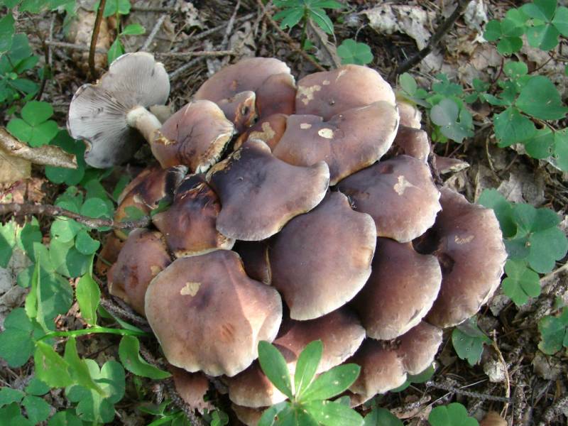 Hypholoma lateritium