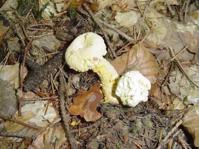 Hypomyces chrysospermus