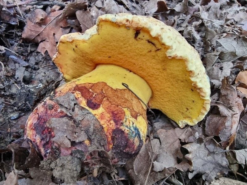 Imperator rhodopurpureus