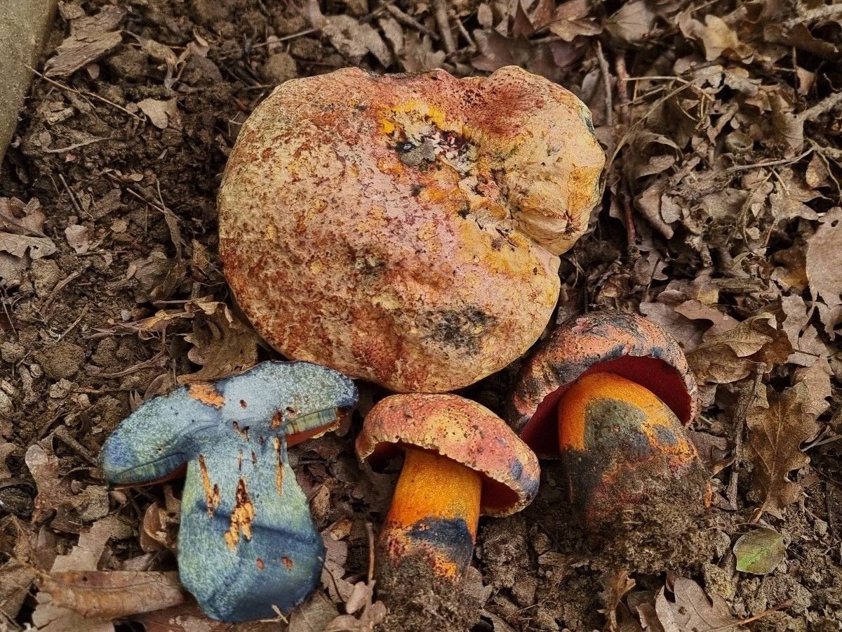 Imperator rhodopurpureus