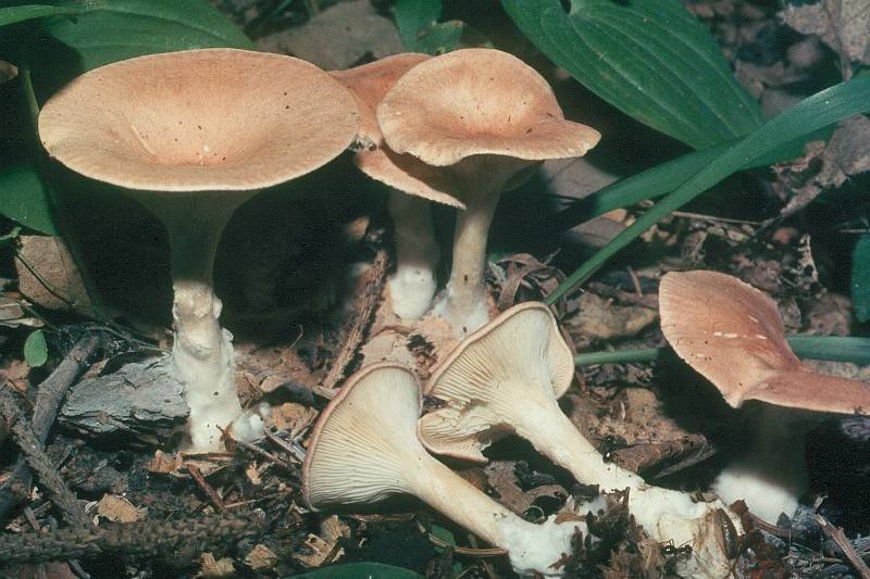 Infundibulicybe gibba