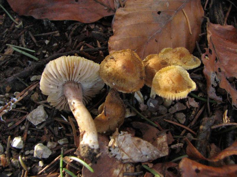 Inocybe abjecta