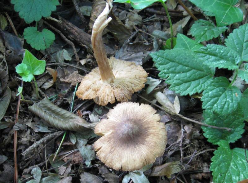 Inocybe albomarginata