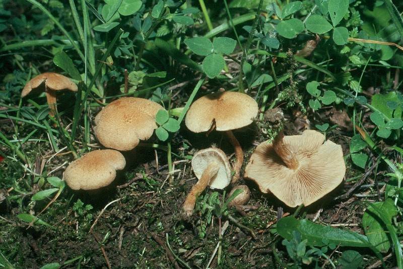 Inocybe caesariata