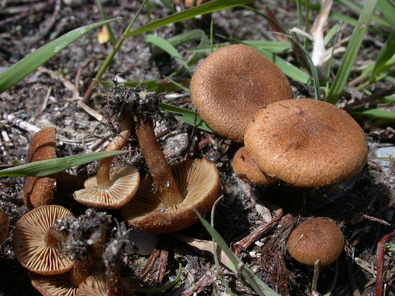 Inocybe dulcamara