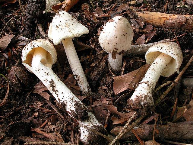 Inocybe fibrosa