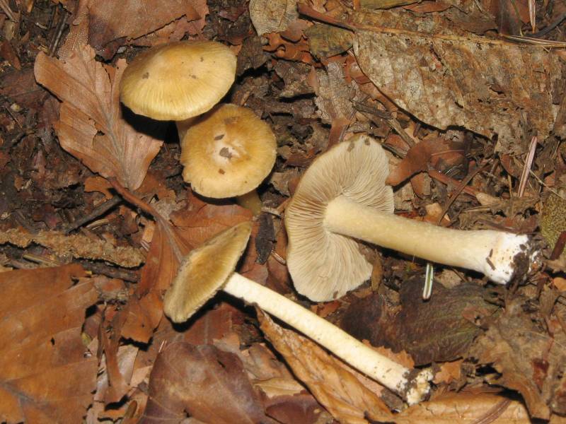 Inocybe fibrosoides