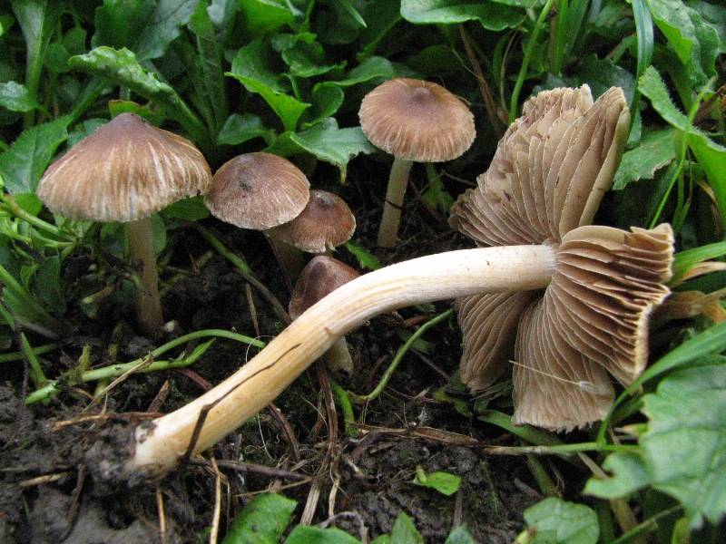 Inocybe fuscidula