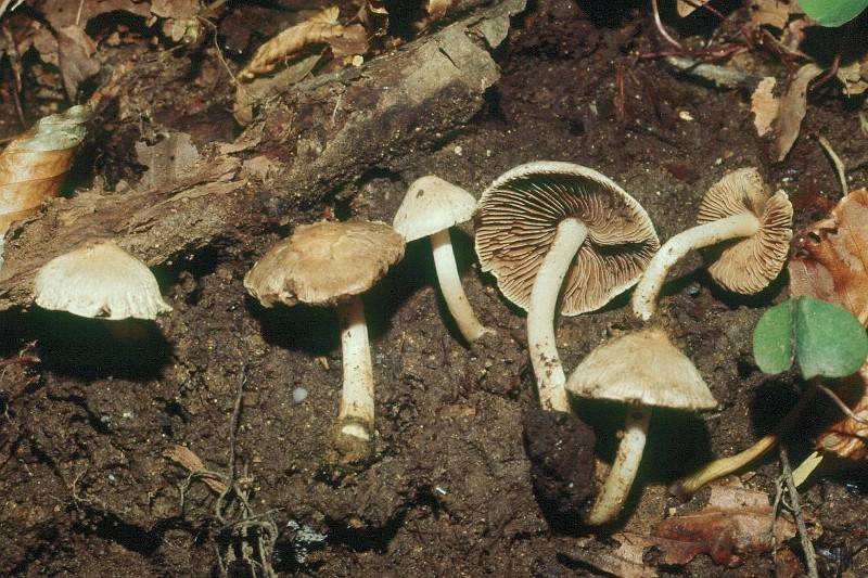 Inocybe geophylla