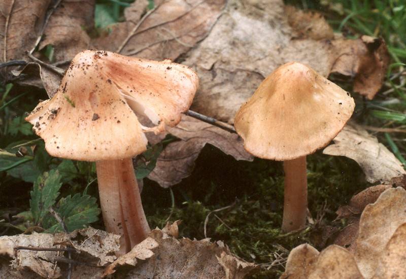 Inocybe godeyi