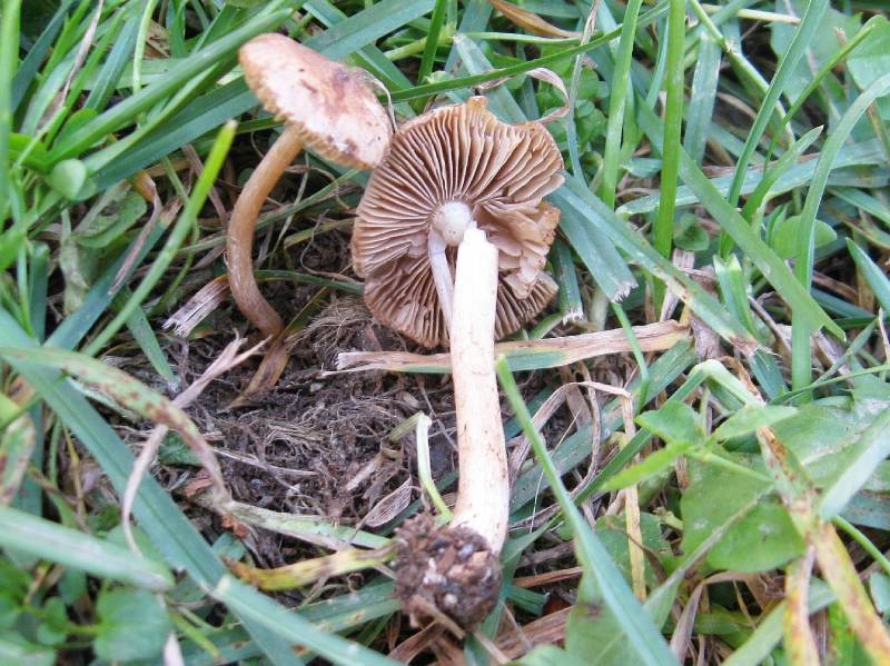 Inocybe grammata