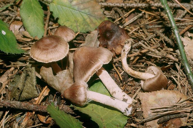 Inocybe griseovelata