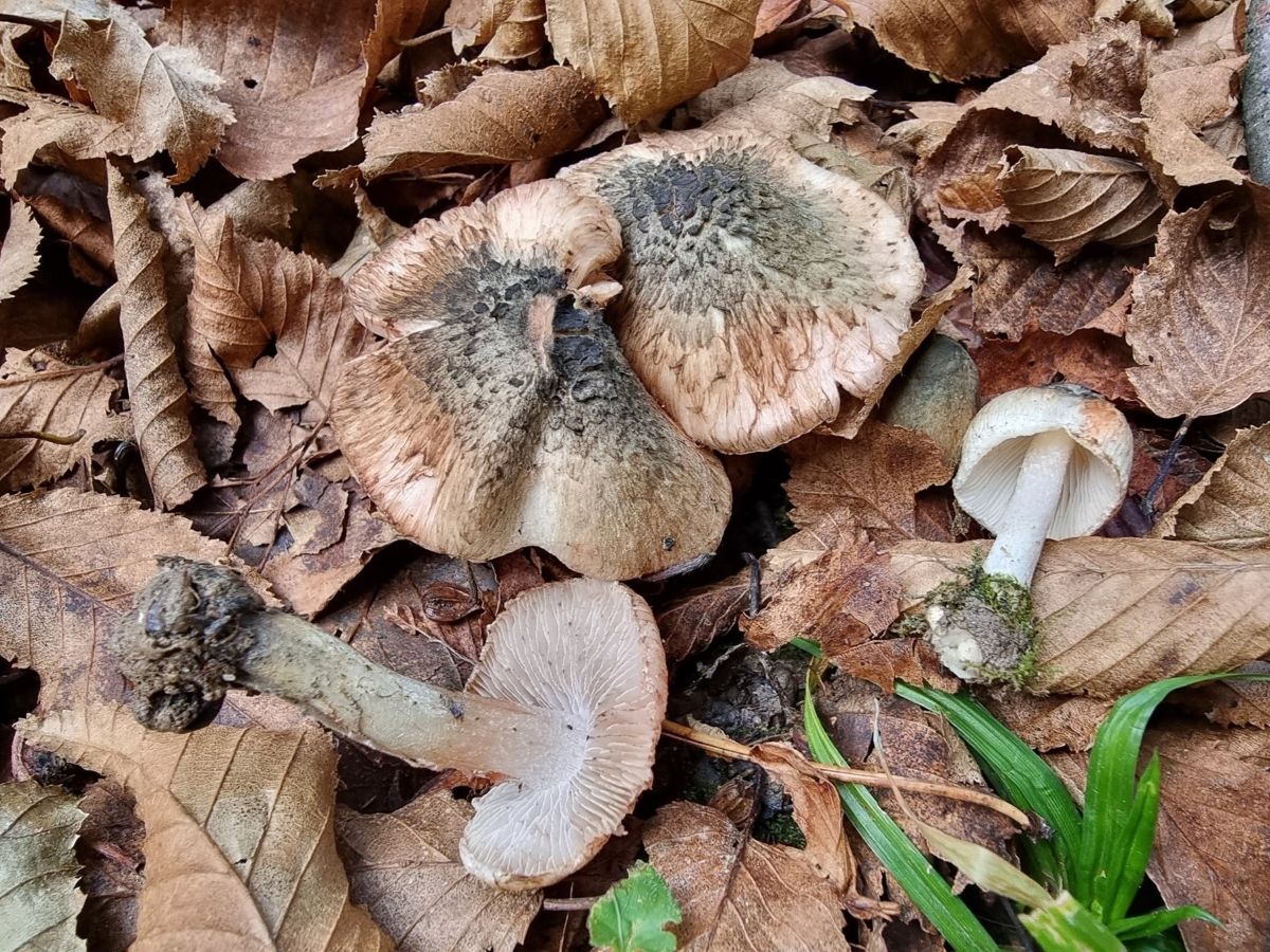 Inocybe haemacta