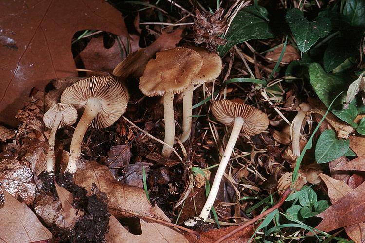 Inocybe hirtella