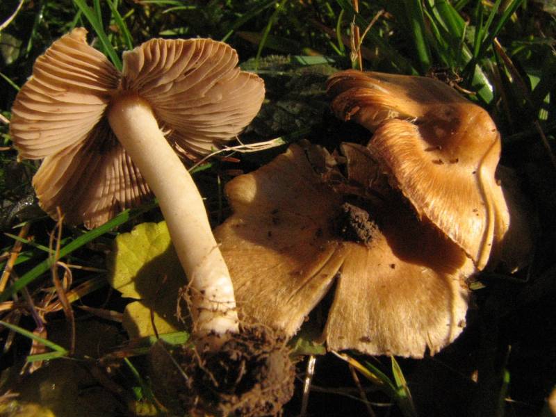 Inocybe mixtilis