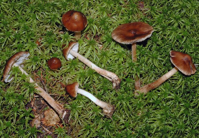 Inocybe napipes