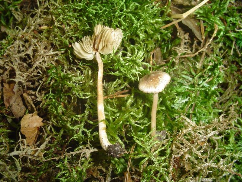 Inocybe petiginosa