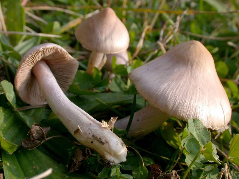 Inocybe posterula