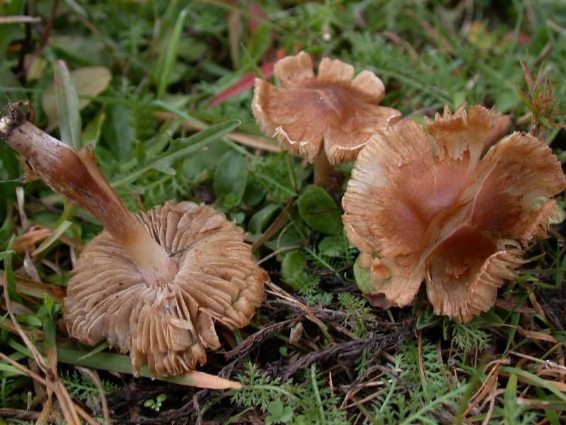 Inocybe subcarpta