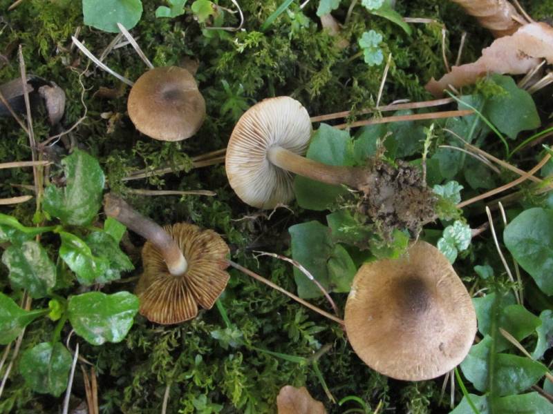 Inocybe tenebrosa