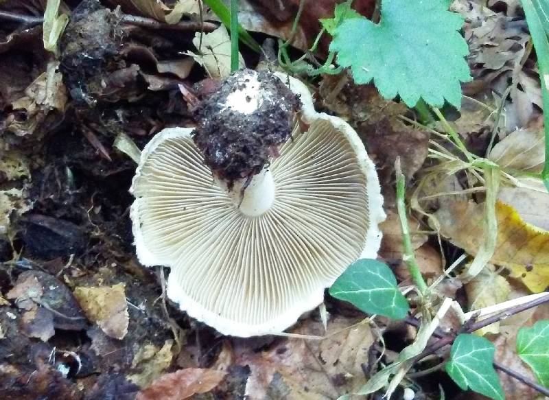 Inocybe tricolor