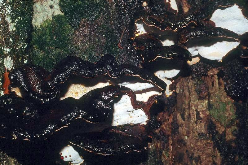 Ischnoderma resinosum Ischnoderma resinosum