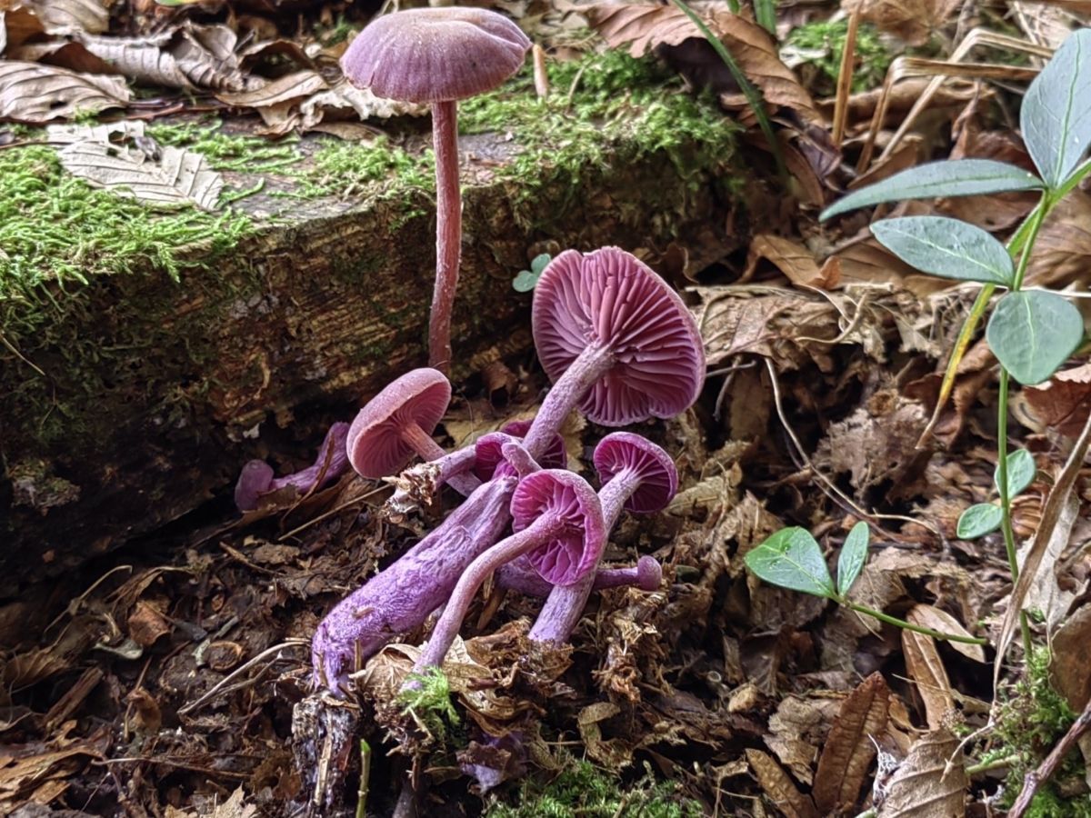 Laccaria amethystina