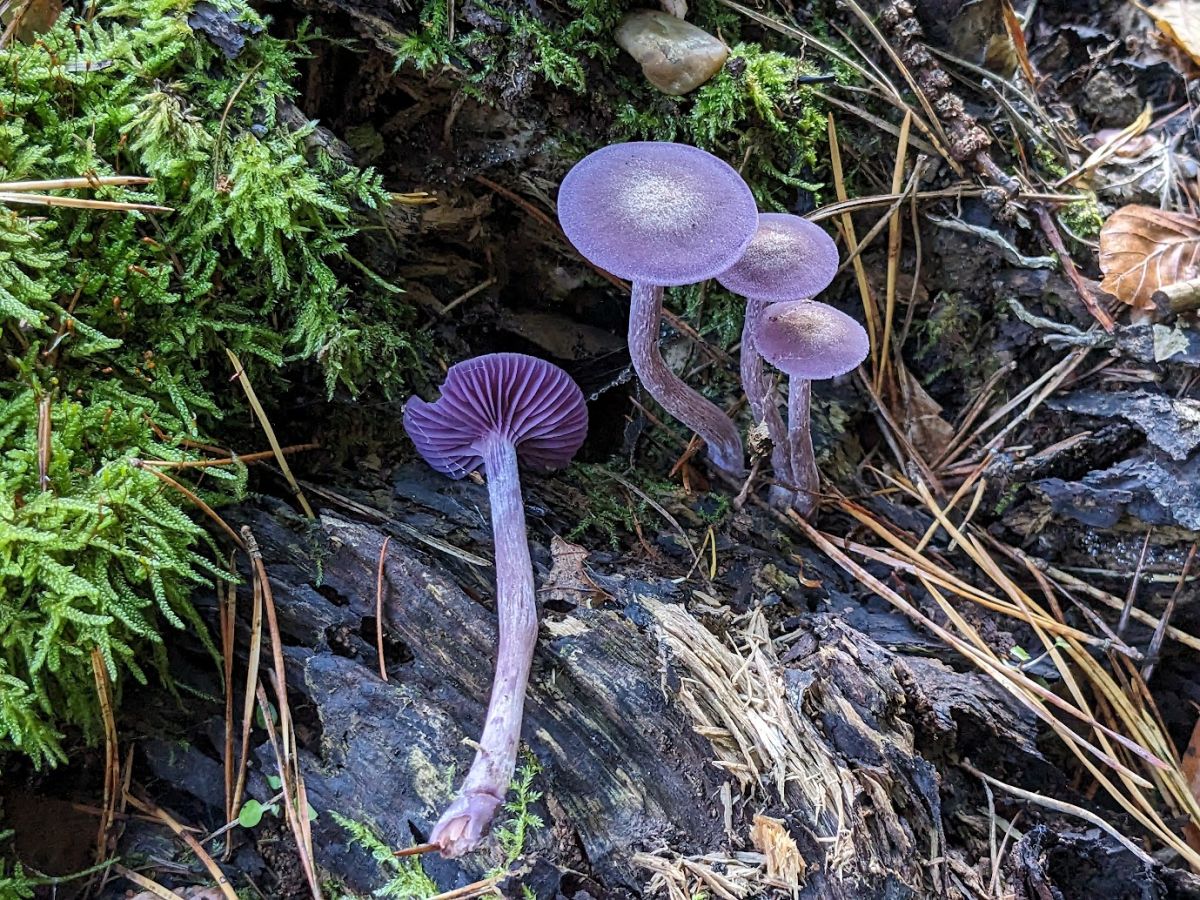 Laccaria amethystina