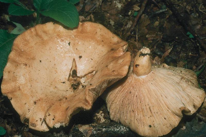 Lactarius acerrimus