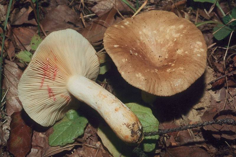 Lactarius acris