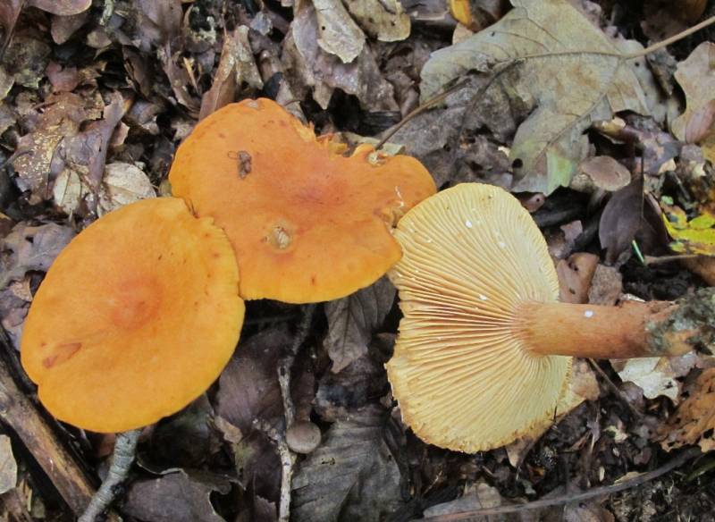 Lactarius aurantiacus