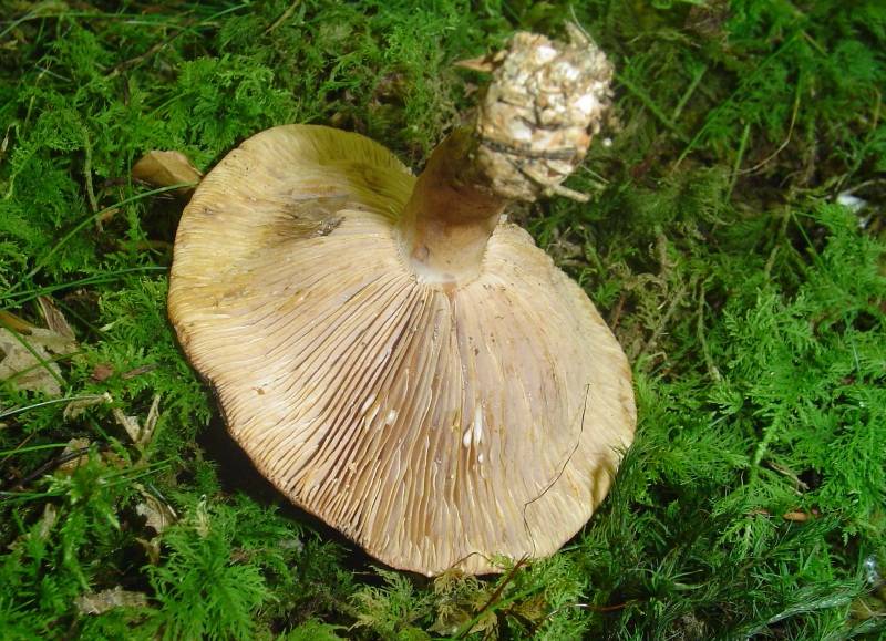 Lactarius aurantiacus