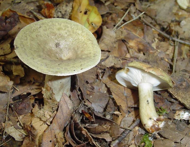 Lactarius blennius