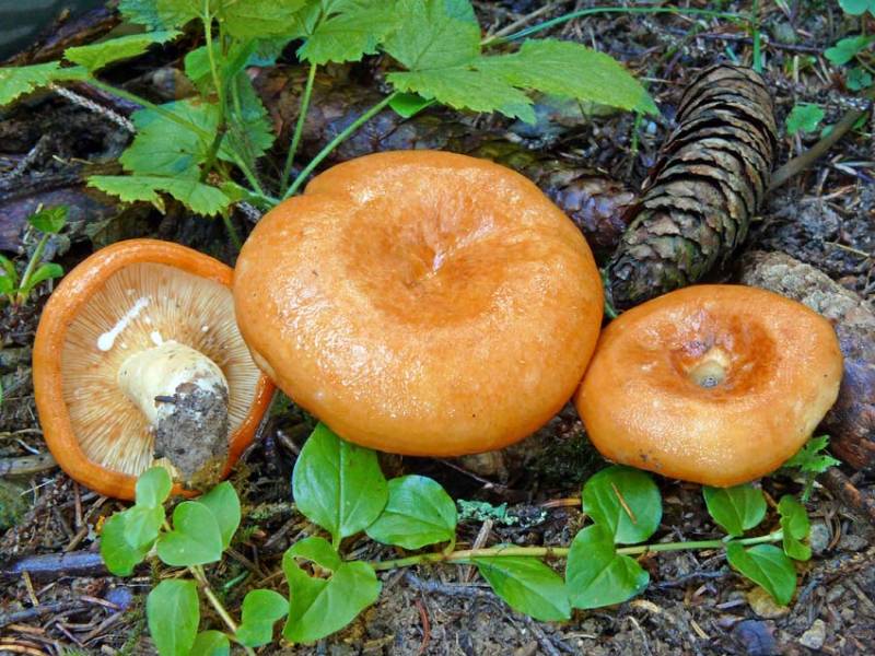 Lactarius bresadolanus