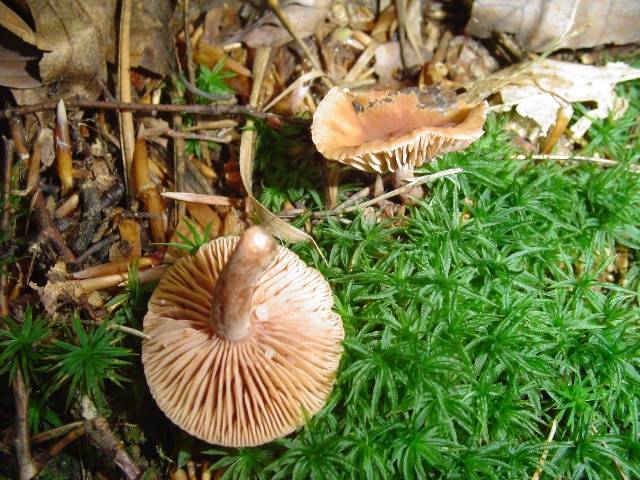 Lactarius camphoratus