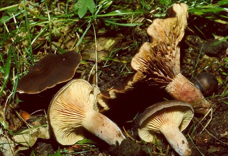 Lactarius camphoratus Lactarius camphoratus