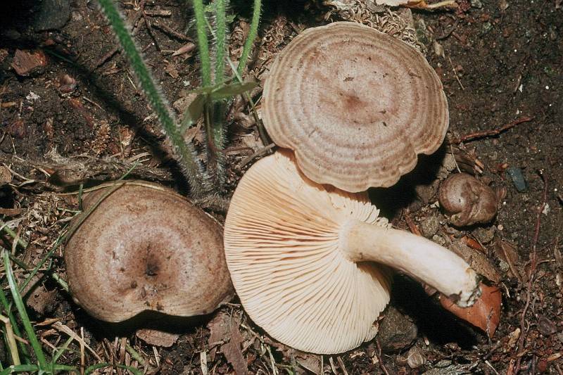 Lactarius circellatus